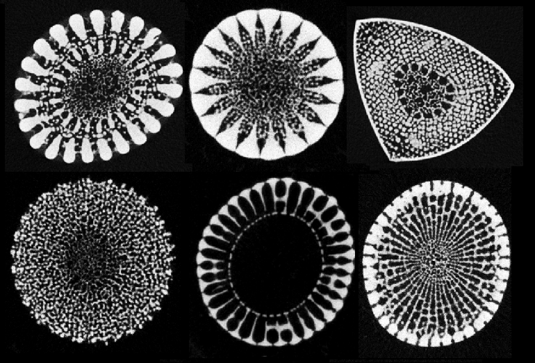 Evomimetics an evolution-based approach to biomimetics